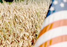 Corn field and a US flag