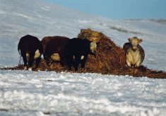 On Dec. 16, the Canadian Food Inspection Agency announced it was investigating a case of bovine TB identified on Nov. 29. The infected animal was slaughtered at an Alberta packer but was traced to a herd in Saskatchewan. | File photo