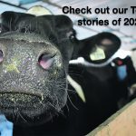 We've published just shy of 3,000 stories - an average of about eight per day - on the Western Producer website in 2024, covering a wide variety of subjects from bird flu to wild pigs. | File photo