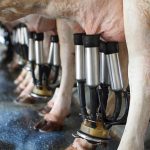 The Canadian Food Inspection Agency said as of Dec. 19 it has tested 1,432 samples of raw milk from across Canada for highly pathogenic avian influenza (HPAI). All samples have tested negative. | Getty Images