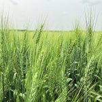 Minneapolis spring wheat futures hit their highs of the year at seeding time in spring, but a relatively favourable North American growing season and spillover from other markets saw values at their lowest levels since 2020 at the end of 2024. | File photo