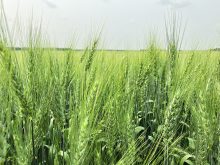 Minneapolis spring wheat futures hit their highs of the year at seeding time in spring, but a relatively favourable North American growing season and spillover from other markets saw values at their lowest levels since 2020 at the end of 2024. | File photo