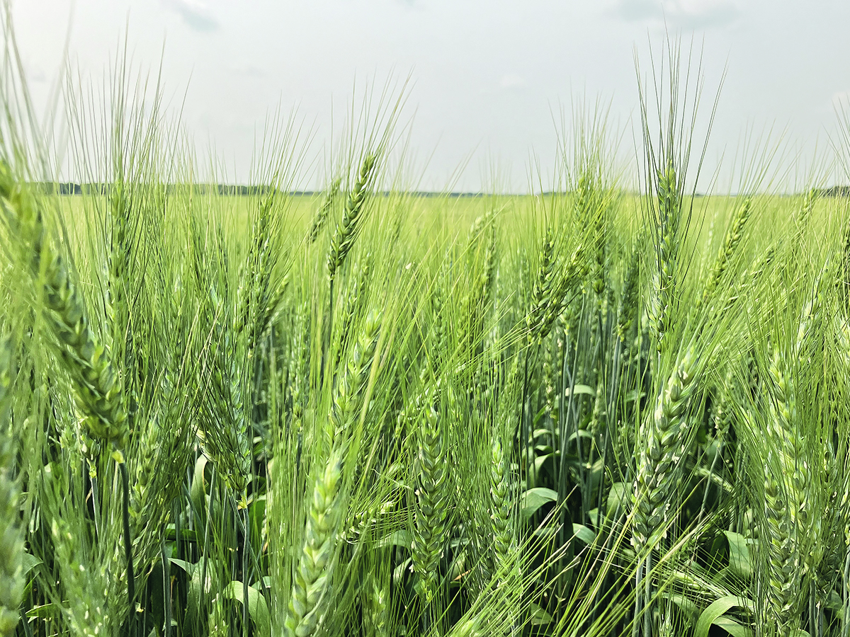 Minneapolis spring wheat futures hit their highs of the year at seeding time in spring, but a relatively favourable North American growing season and spillover from other markets saw values at their lowest levels since 2020 at the end of 2024. | File photo