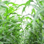 U.S. farmers have harvested three of the largest corn crops in history the last five years, resulting in a surplus. However, demand has been keeping pace with supply, keeping ending stocks under two billion bushels. | File photo