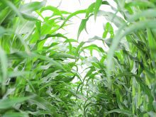 U.S. farmers have harvested three of the largest corn crops in history the last five years, resulting in a surplus. However, demand has been keeping pace with supply, keeping ending stocks under two billion bushels. | File photo