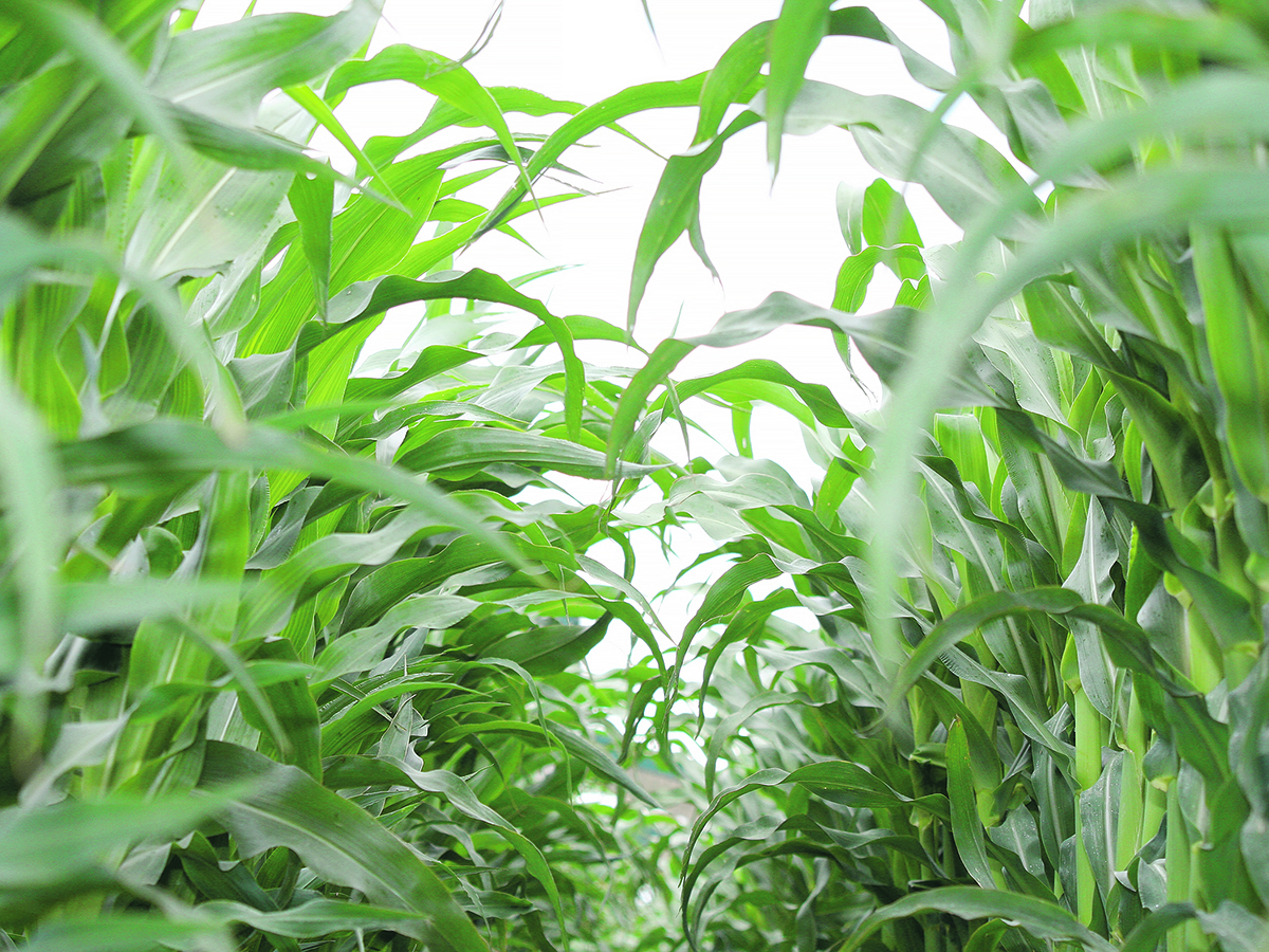 U.S. farmers have harvested three of the largest corn crops in history the last five years, resulting in a surplus. However, demand has been keeping pace with supply, keeping ending stocks under two billion bushels. | File photo