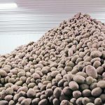 Annual frozen potato exports to Association of Southeast Asian Nations members could climb by $117 million if Canada realizes its export potential. | File photo