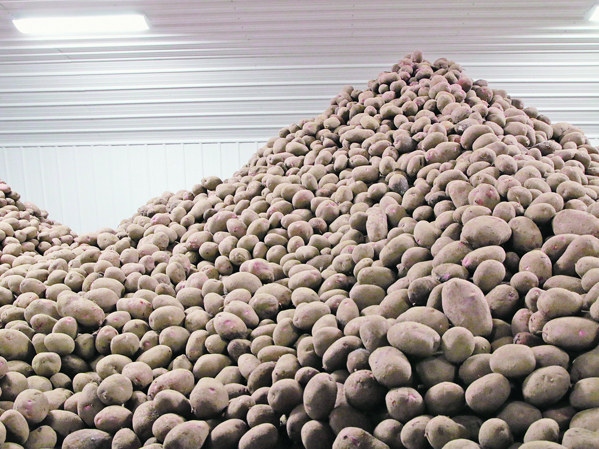 Annual frozen potato exports to Association of Southeast Asian Nations members could climb by $117 million if Canada realizes its export potential. | File photo