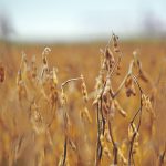 An increased focus on sustainability is also seen as an opportunity for exporters. For example, a growing list of customers in overseas markets such as Japan want to buy sustainably sourced soybeans. | File photo