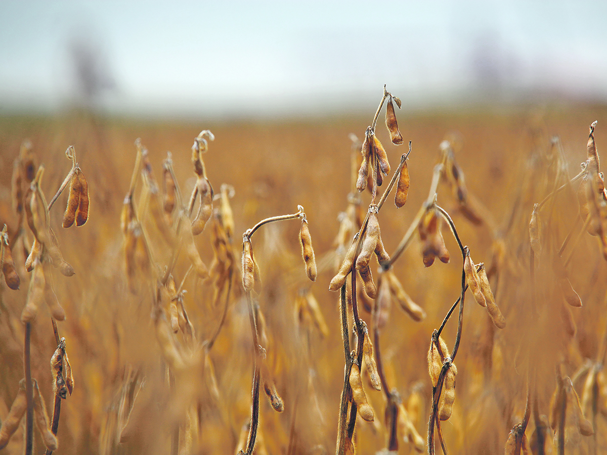 An increased focus on sustainability is also seen as an opportunity for exporters. For example, a growing list of customers in overseas markets such as Japan want to buy sustainably sourced soybeans. | File photo