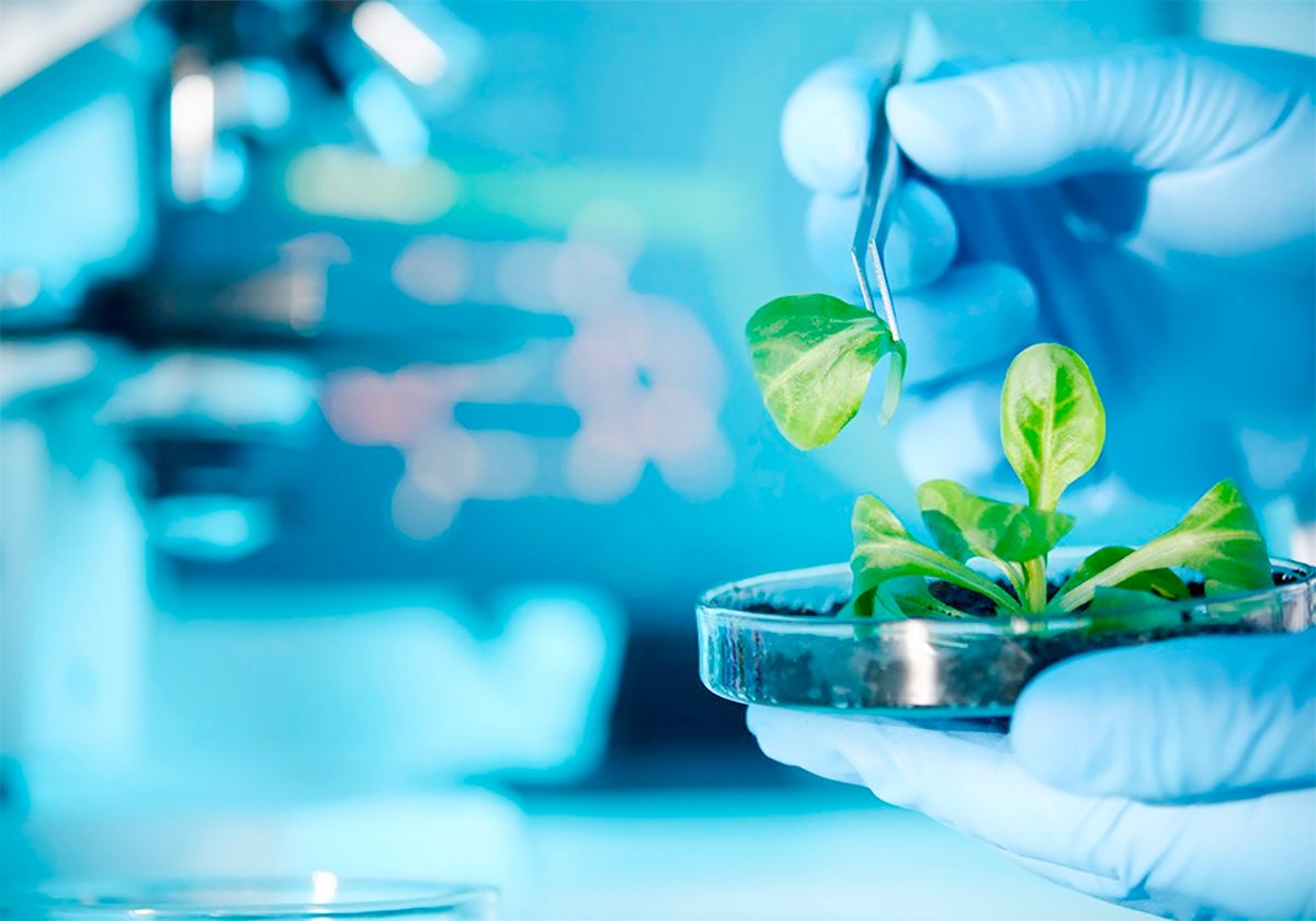 Some Agriculture Canada scientists have also criticized the shift in priorities, saying the federal government got bored with traditional agricultural research, such as plant breeding. | Getty Images