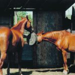 A company that sells mineral blends for horses also wants to draw attention to mental health in the equine sector. | File photo