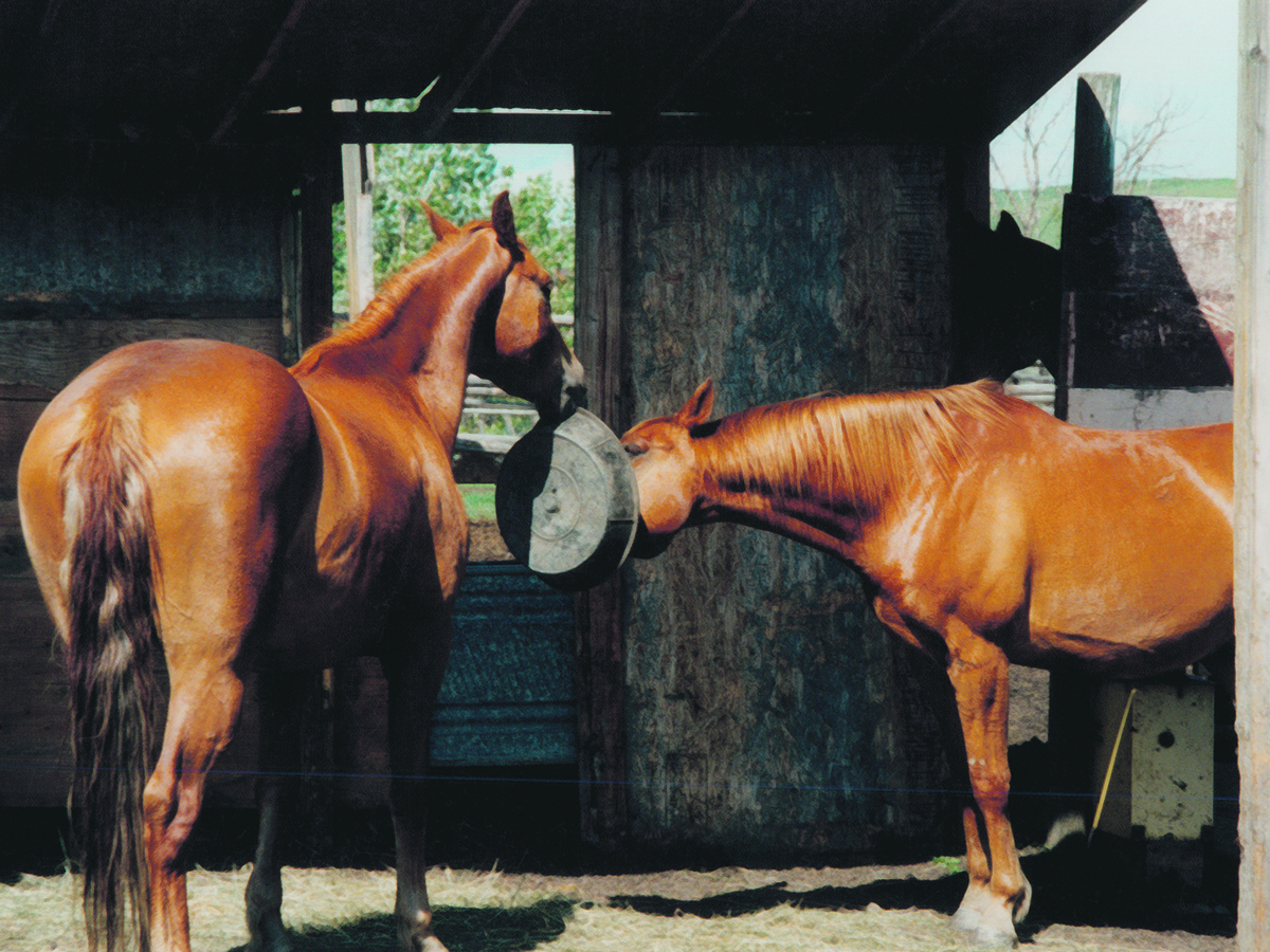 A company that sells mineral blends for horses also wants to draw attention to mental health in the equine sector.  |  File photo