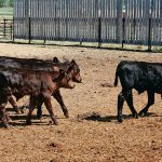 There are ways producers can get their calves through the stressful post-weaning period without sacrificing performance. | File photo