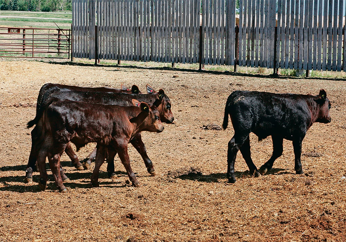 There are ways producers can get their calves through the stressful post-weaning period without sacrificing performance. | File photo