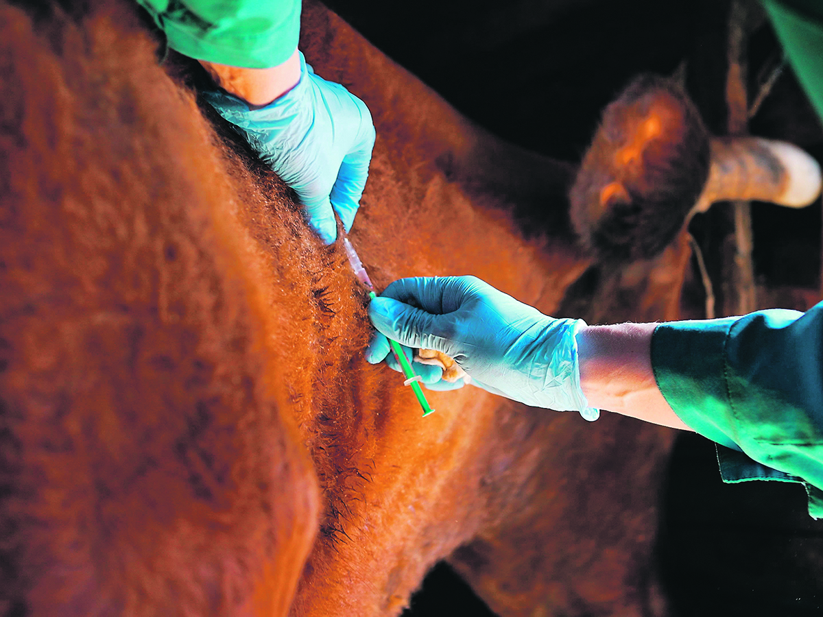Reducing waste and improving drug disposal are two of the ways veterinarians can make their practices more environmentally friendly.  |  Getty Images
