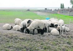 Measurement and data analysis are critical tools for deciphering the per-pound production costs and for increasing efficiency and profit through incremental changes, said Mark Ferguson, founder and chief executive officer of neXgen Agri of New Zealand. | File photo