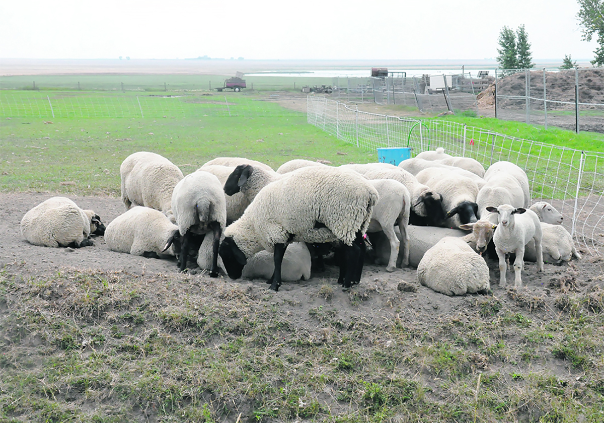 Measurement and data analysis are critical tools for deciphering the per-pound production costs and for increasing efficiency and profit through incremental changes, said Mark Ferguson, founder and chief executive officer of neXgen Agri of New Zealand. | File photo