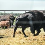 Bison producers emphasize the importance of moving slowly, allowing animals to become accustomed to handling areas and not forcing them. | File photo