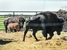 Bison producers emphasize the importance of moving slowly, allowing animals to become accustomed to handling areas and not forcing them.  |  File photo