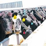 Feed efficiency improvement is usually a win in reducing methane from cattle and in improving farm bottom lines. | File photo