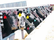 Feed efficiency improvement is usually a win in reducing methane from cattle and in improving farm bottom lines. | File photo