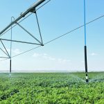 A field of pinto beans grows under irrigation on the Boyle and Ector farms near Elbow, Sask. The families are private irrigators who irrigate about one-third of their farms. | Submitted photo