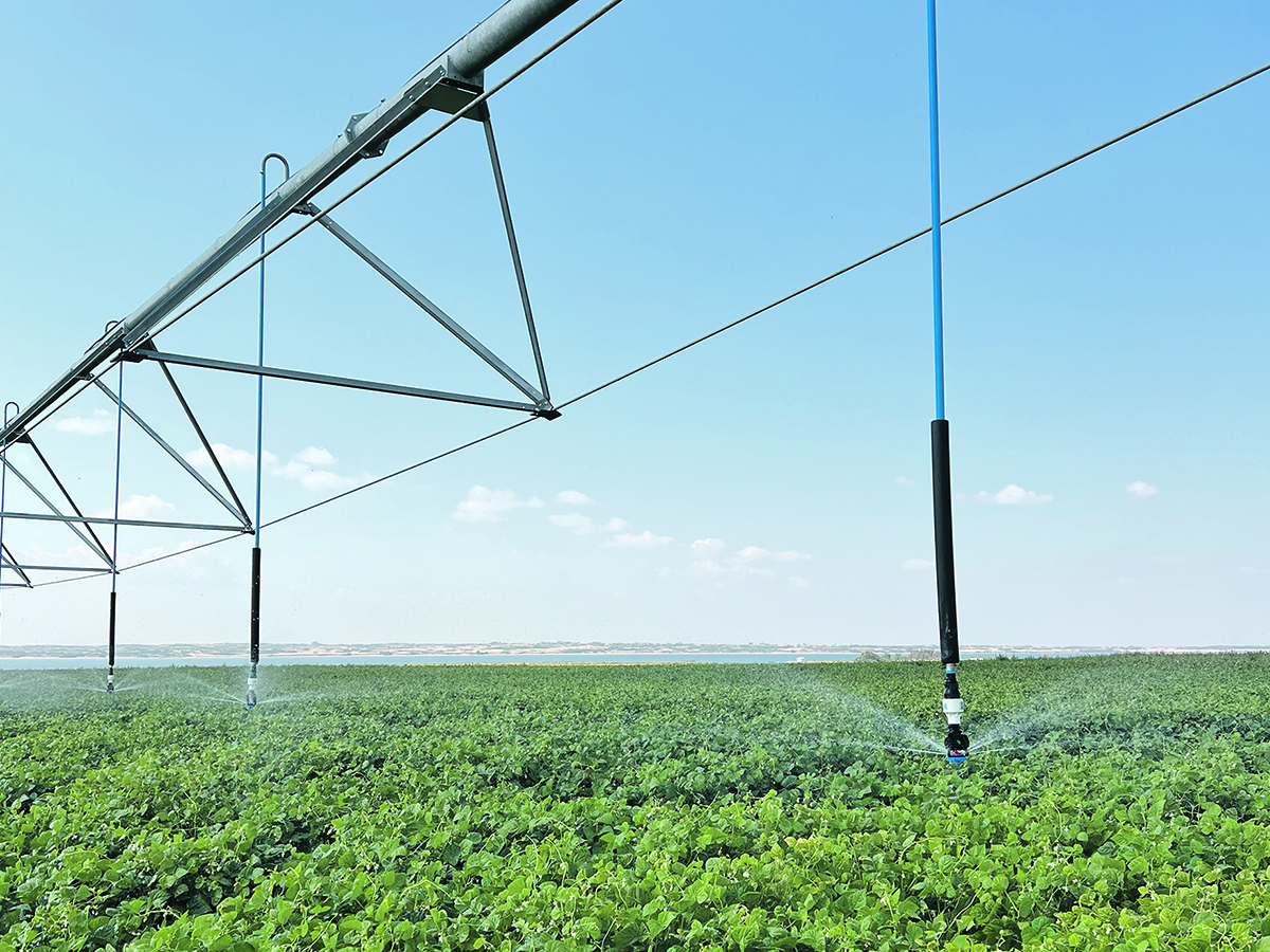 A field of pinto beans grows under irrigation on the Boyle and Ector farms near Elbow, Sask. The families are private irrigators who irrigate about one-third of their farms. |  Submitted photo