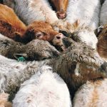 Feedlots are expected to experience positive margins during the second quarter, although U.S. corn and western Canadian barley prices are expected to percolate higher throughout the spring. | File photo