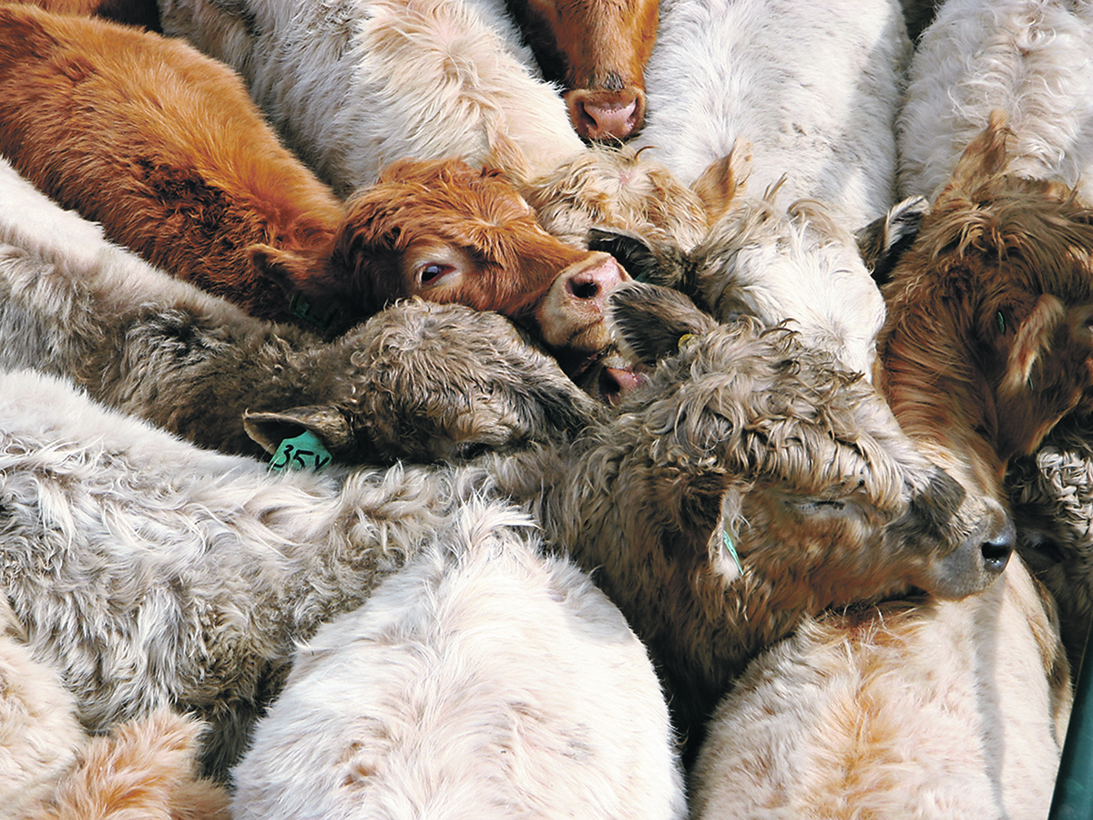 Feedlots are expected to experience positive margins during the second quarter, although U.S. corn and western Canadian barley prices are expected to percolate higher throughout the spring. | File photo