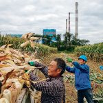 China is the world’s biggest cereal grain grower, producing 652 million tonnes in 2024. However, it remains reliant on imports of grain such as corn and wheat to feed its population of 1.4 billion people. | Reuters photo