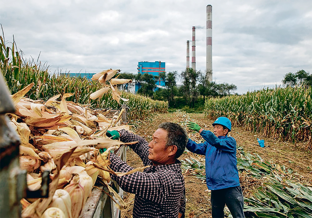 China is the world’s biggest cereal grain grower, producing 652 million tonnes in 2024. However, it remains reliant on imports of grain such as corn and wheat to feed its population of 1.4 billion people. | Reuters photo
