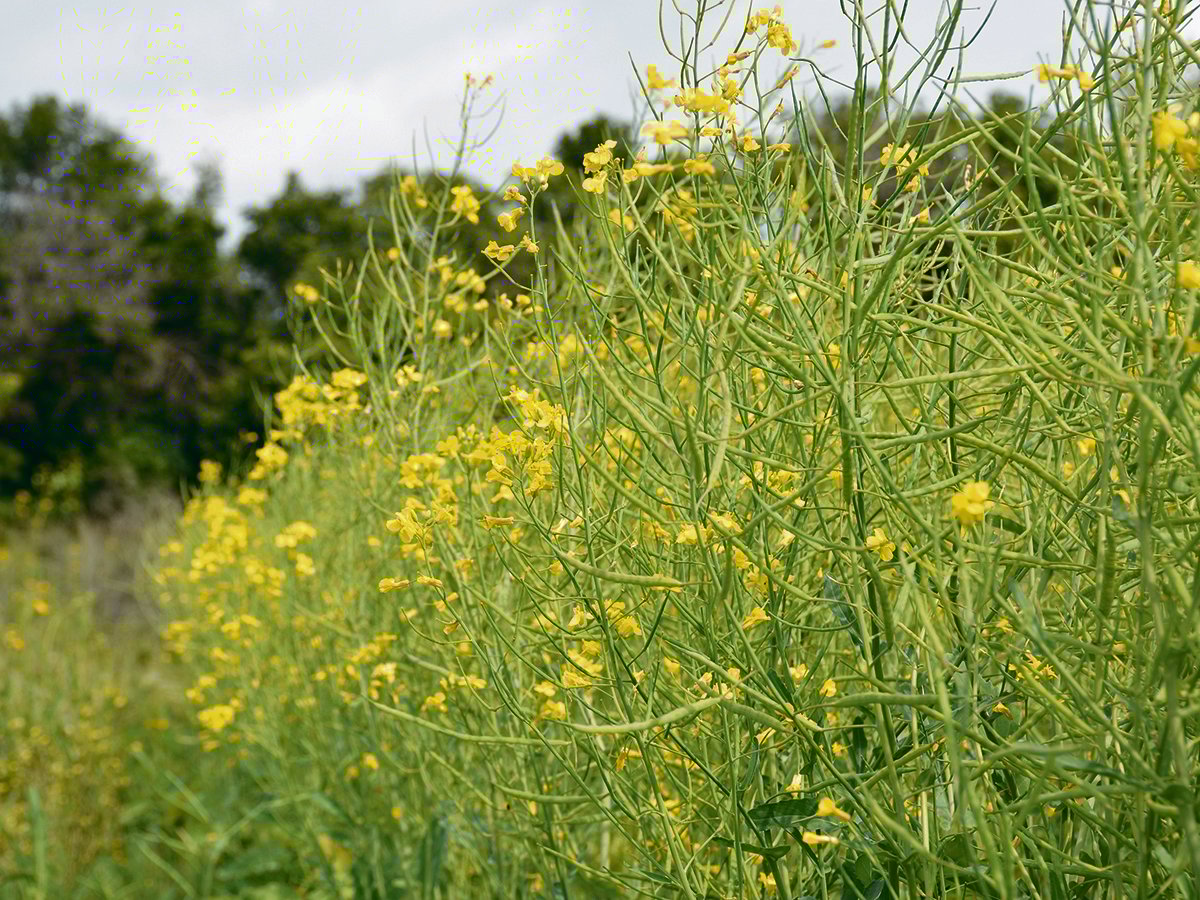 Innovation experts worry that not enough long-term discovery and disruptive research work is being done with canola. | File photo