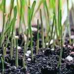 Several organizations that had been participating in the Sustainable Agriculture Strategy’s advisory committee withdrew from the committee late last year. | File photo