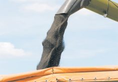 Growers could have reached 52 bu. per acre by 2025, but tight crop rotations, disease pressure and regulatory issues put a lid on canola gains over the last decade, say a group of canola industry representatives. | File photo