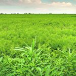 Kochia is described as “a terrible weed in pulse crops,” especially lentils. | File photo
