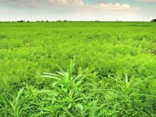 Kochia is described as “a terrible weed in pulse crops,” especially lentils. | File photo