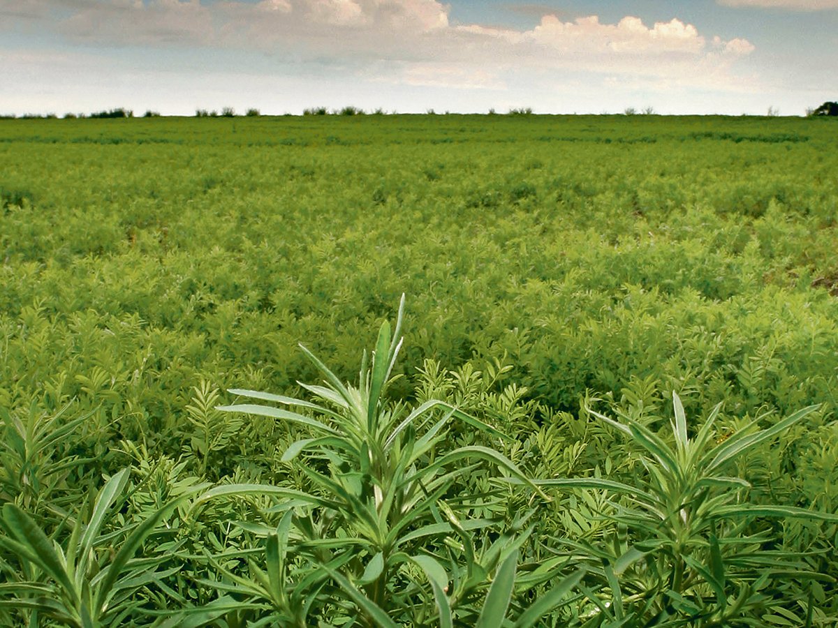 Kochia is described as “a terrible weed in pulse crops,” especially lentils. | File photo