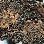 Beekeepers hope for more research into the fight against varroa mites. | Miranda Leybourne photo