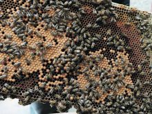 Beekeepers hope for more research into the fight against varroa mites. | Miranda Leybourne photo