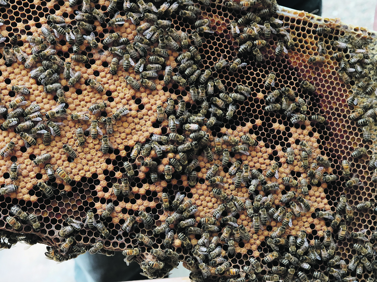 Beekeepers hope for more research into the fight against varroa mites. | Miranda Leybourne photo