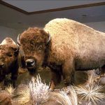 The famous bison display at the Museum of the Northern Great Plains in Fort Benton, Mont. | Screencap via visitmt.com