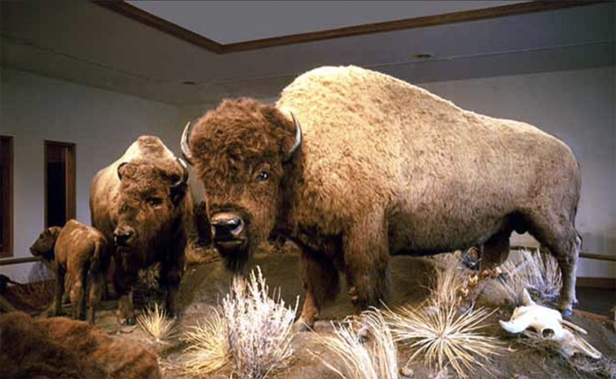 The famous bison display at the Museum of the Northern Great Plains in Fort Benton, Mont. | Screencap via visitmt.com