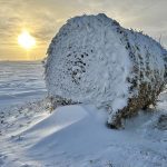 A straw bale stands in the middle of a field, surrounded by drifts and blowing snow in December 2024. | Alexis Stockford photo