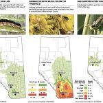 Producers urged to keep eyes peeled for insects