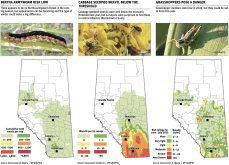 Producers urged to keep eyes peeled for insects