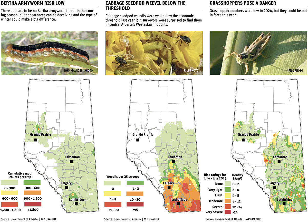Producers urged to keep eyes peeled for insects