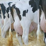 Supernumerary teats will sometimes produce milk but are then more prone to mastitis because they aren’t often sucked by the calf. If removal is decided, it should be done before calving or after the animal dries up. | File photo