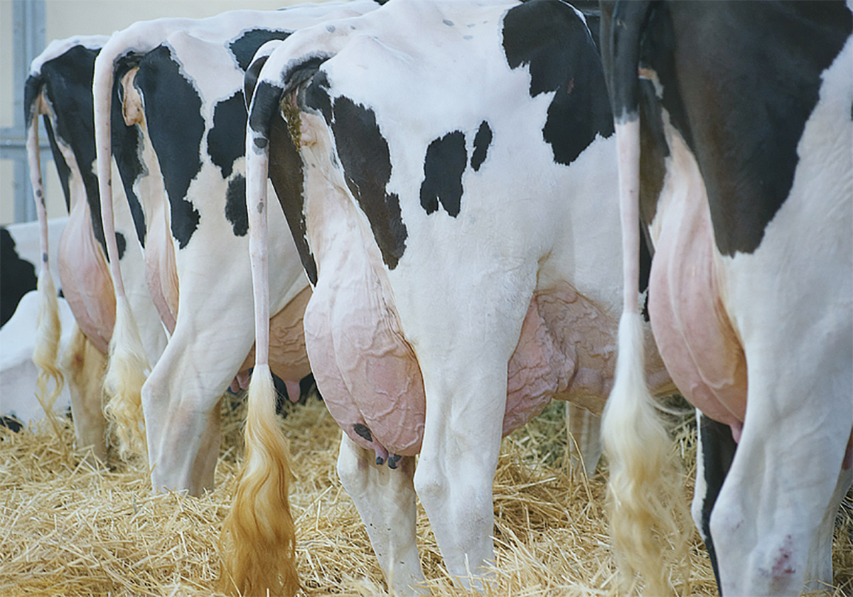 Supernumerary teats will sometimes produce milk but are then more prone to mastitis because they aren’t often sucked by the calf. If removal is decided, it should be done before calving or after the animal dries up. | File photo