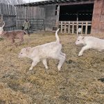 Healthy calves start in pregnancy, so cow supplementation may be necessary with some vitamins and minerals. | File photo